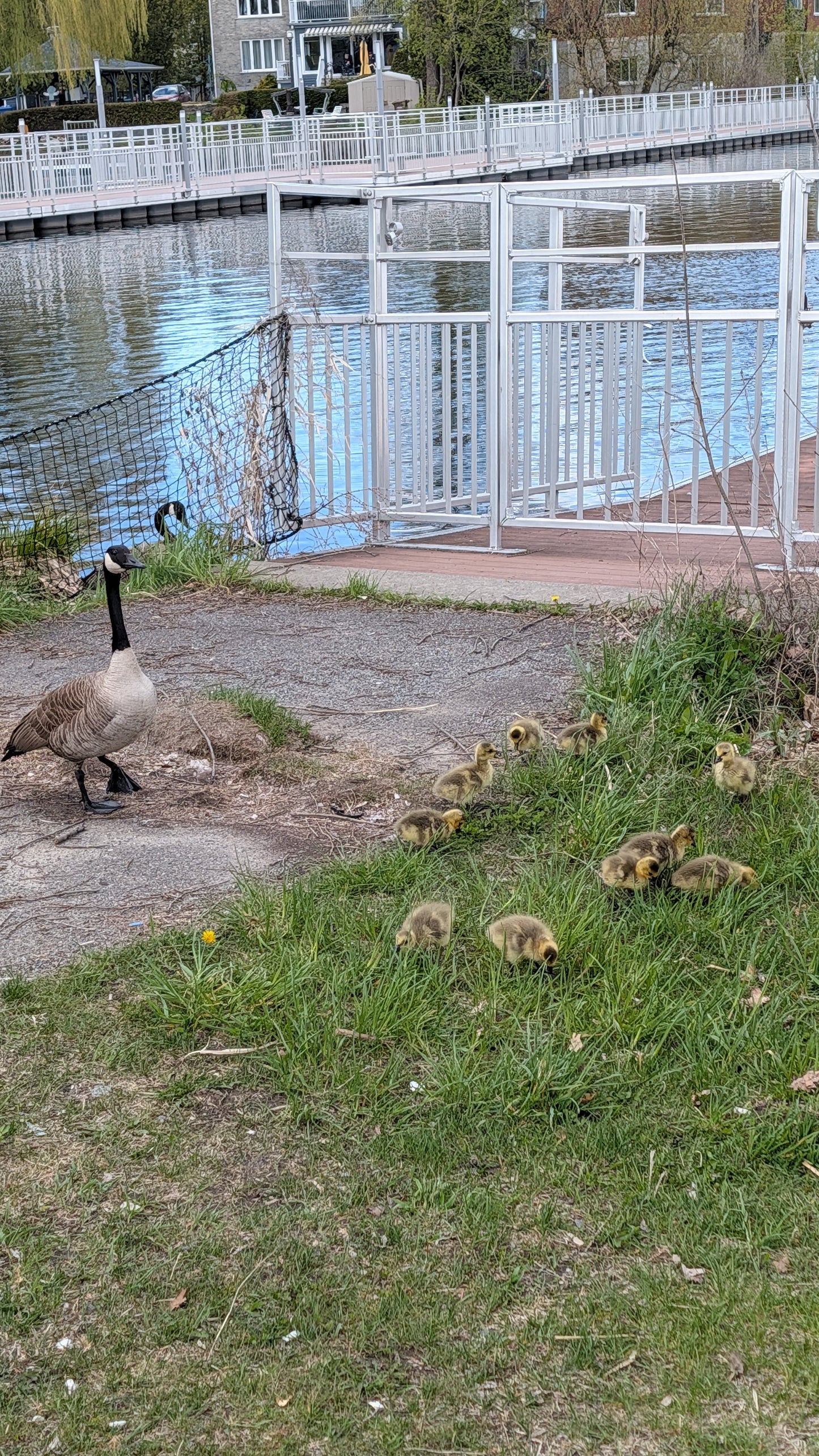 Trouve les 10 bébés bernaches