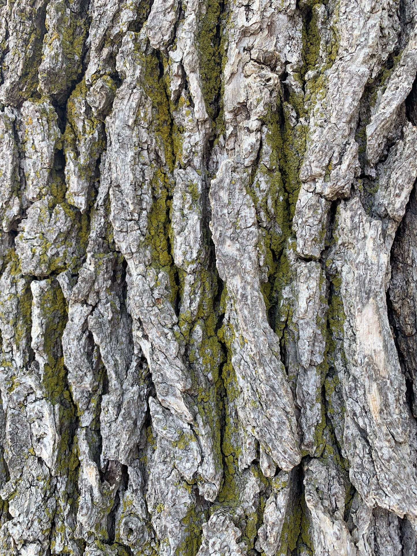 18 Mai 2021 Écorce De L’arbre La Gorge