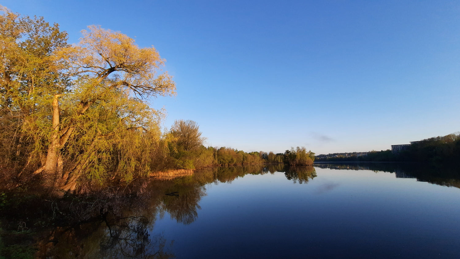 Le Grand Saule Du 17 Mai 2021