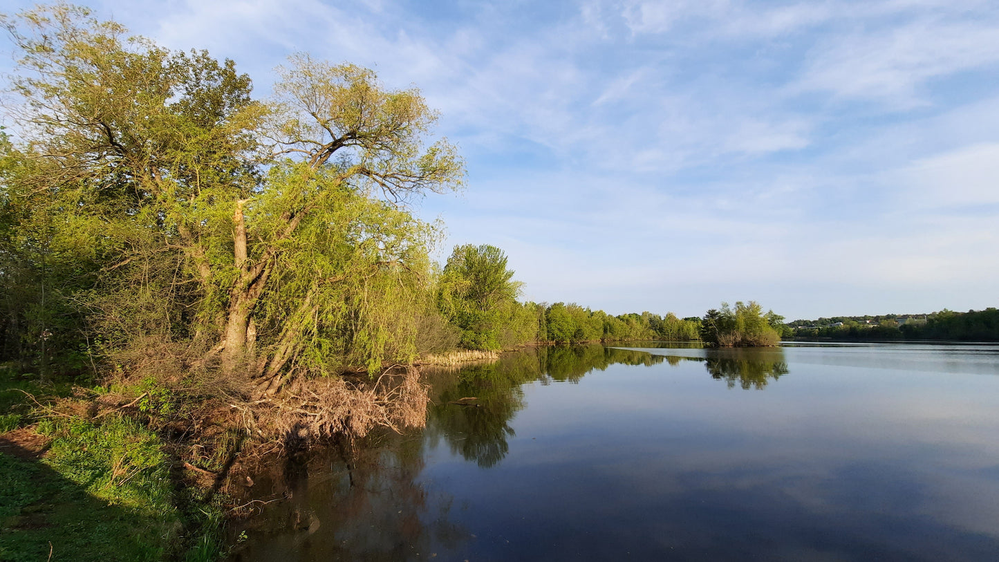 Le Grand Saule Du 20 Mai 2021 (Vue T2)