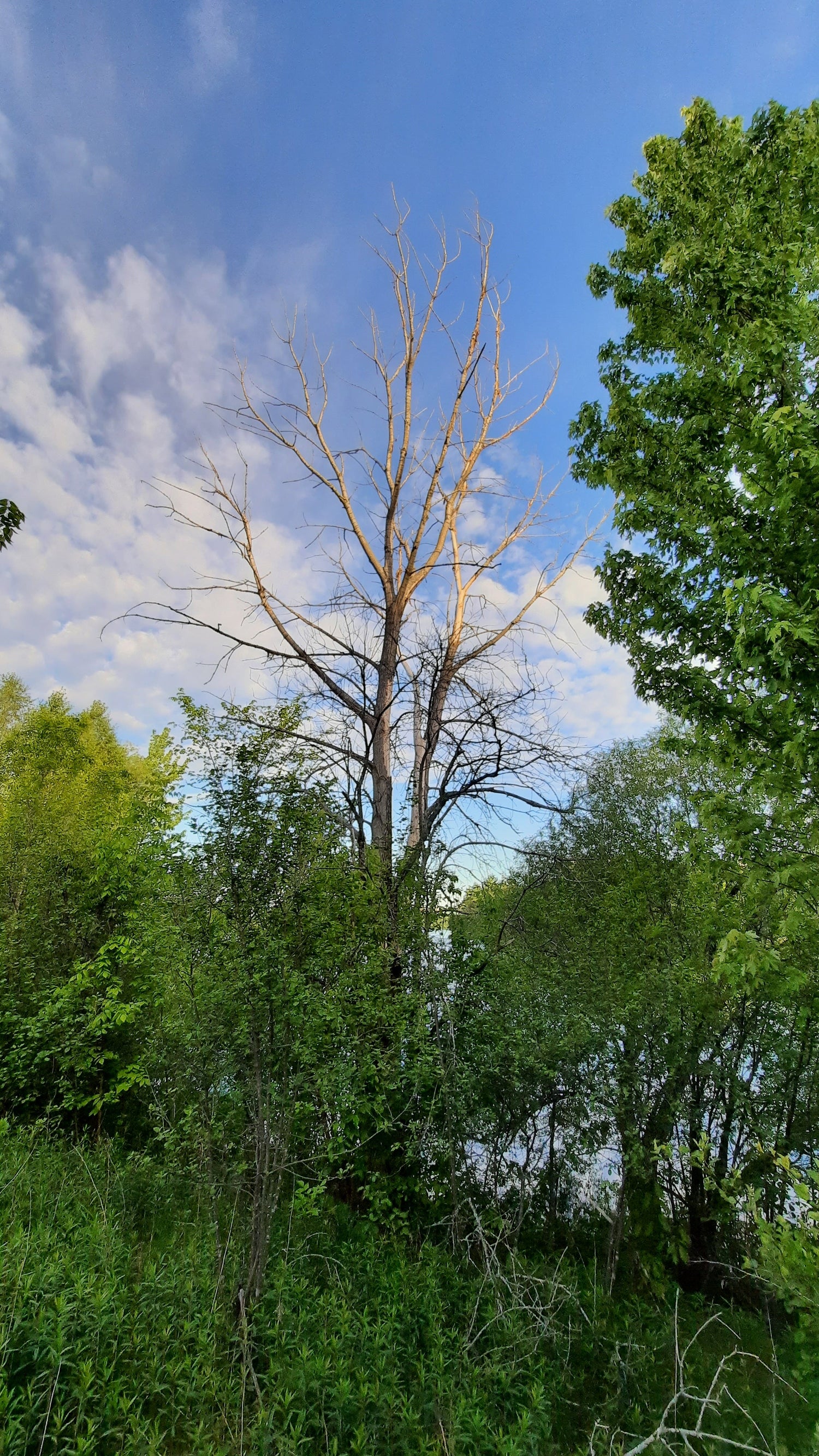 Je Vois La Vie Je Beauté. (Pensée Du 30 Mai 2021)