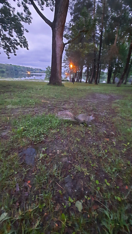 Trouve L’écureuil Du 4 Juin 2021 Au Parc Jacques Cartier Près Lac Des Nations