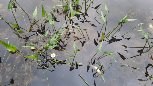 Trouve La Marguerite Du 15 Juin 2021 5H57 Flore