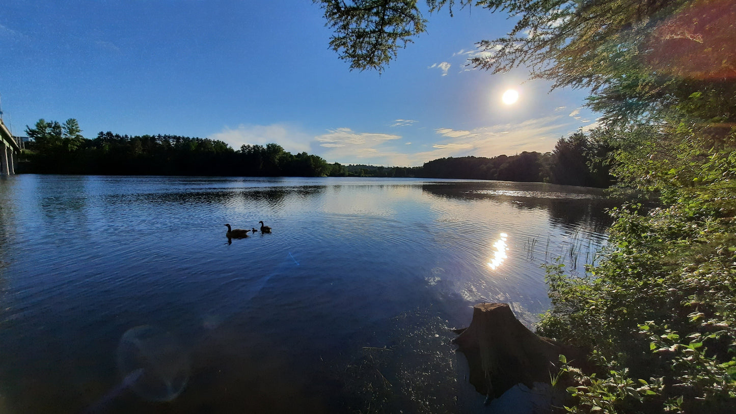 Trouve Le Soleil Et Bébé Bernache 17 Juin 2021 (Vue Souche) Sherbrooke