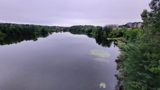 Trouve Le Canard Les Nénuphars Et Quai Du Ström Spa 4 Juillet 2021 (Vue Sure) 5H23