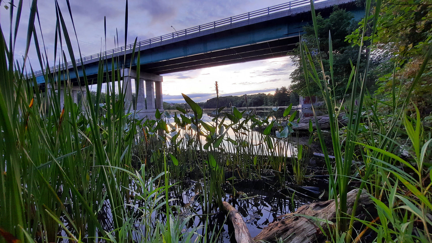 La Flore De Sherbrooke 14 Juillet 2021 (Vue K1) Rivière Magog Et Pont Jacques Cartier 5H16