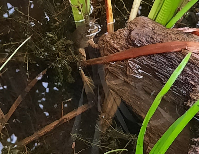 Trouve La Grenouille Du 17 Juillet 2021  Cliquez Pour Zoomer Et Voir Réponse.