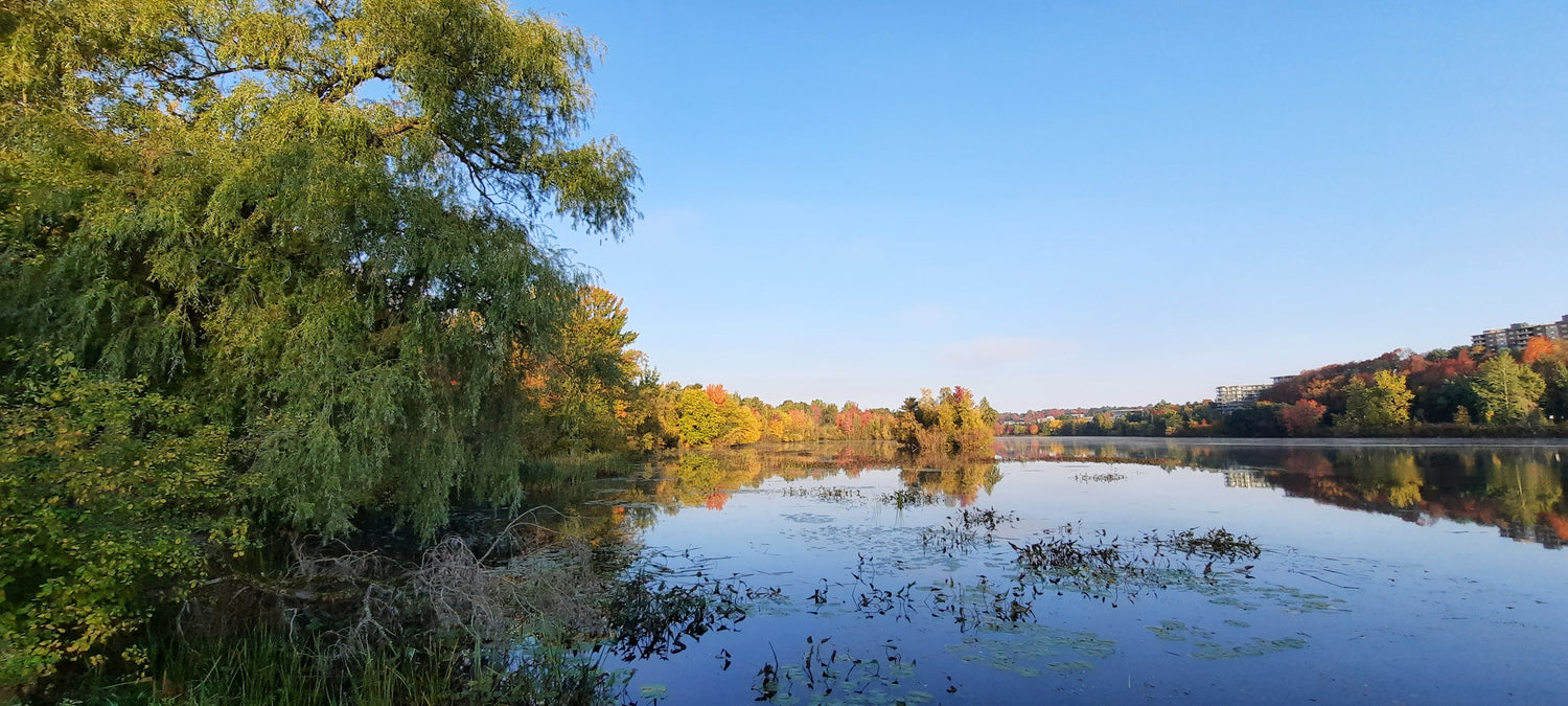 8 Octobre 2021 (Vue T2) Un Matin D’automne.