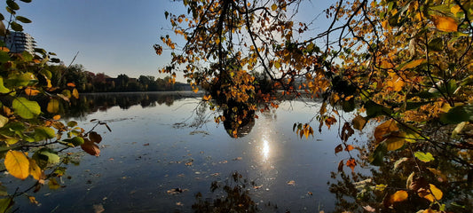 Rocher Et Soleil Du 8 Octobre 2021 (Vue Rocher) 8H48