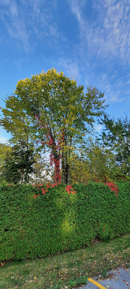 La Plante Grimpante Rouge Du 10 Octobre 2021