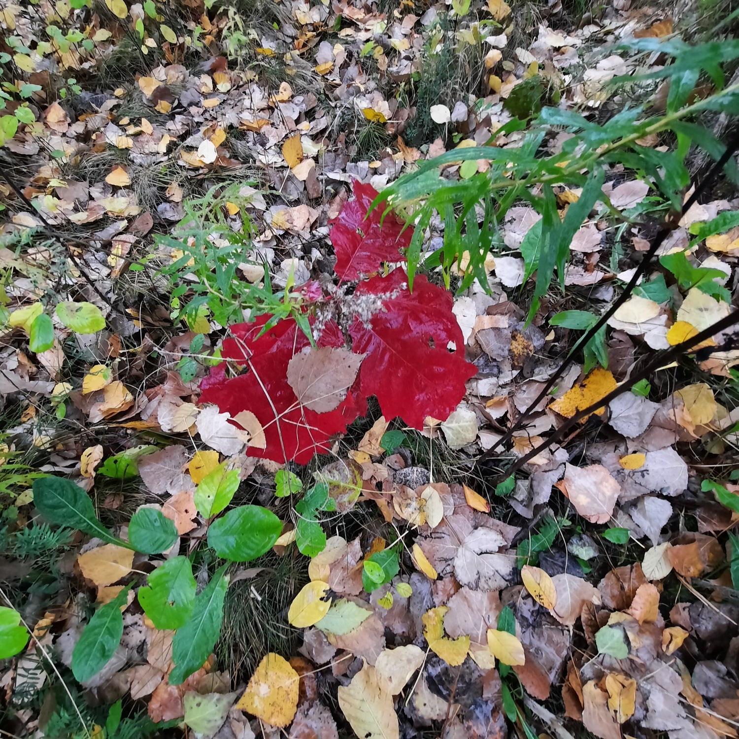 Le Rouge Du 30 Octobre 2021