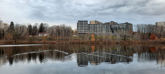 2021-11-13 Sherbrooke (Parc Blanchard) Trouve Les 3 Bernaches Et Le Canard