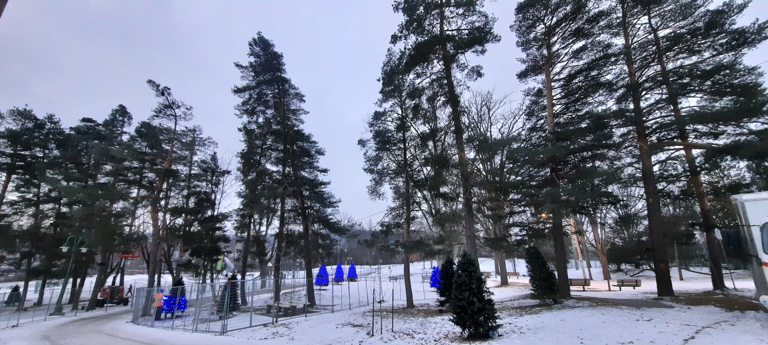 Trouve Les Sapins Bleus 2021-11-30 7:01 Parc Jacques Cartier À Sherbrooke