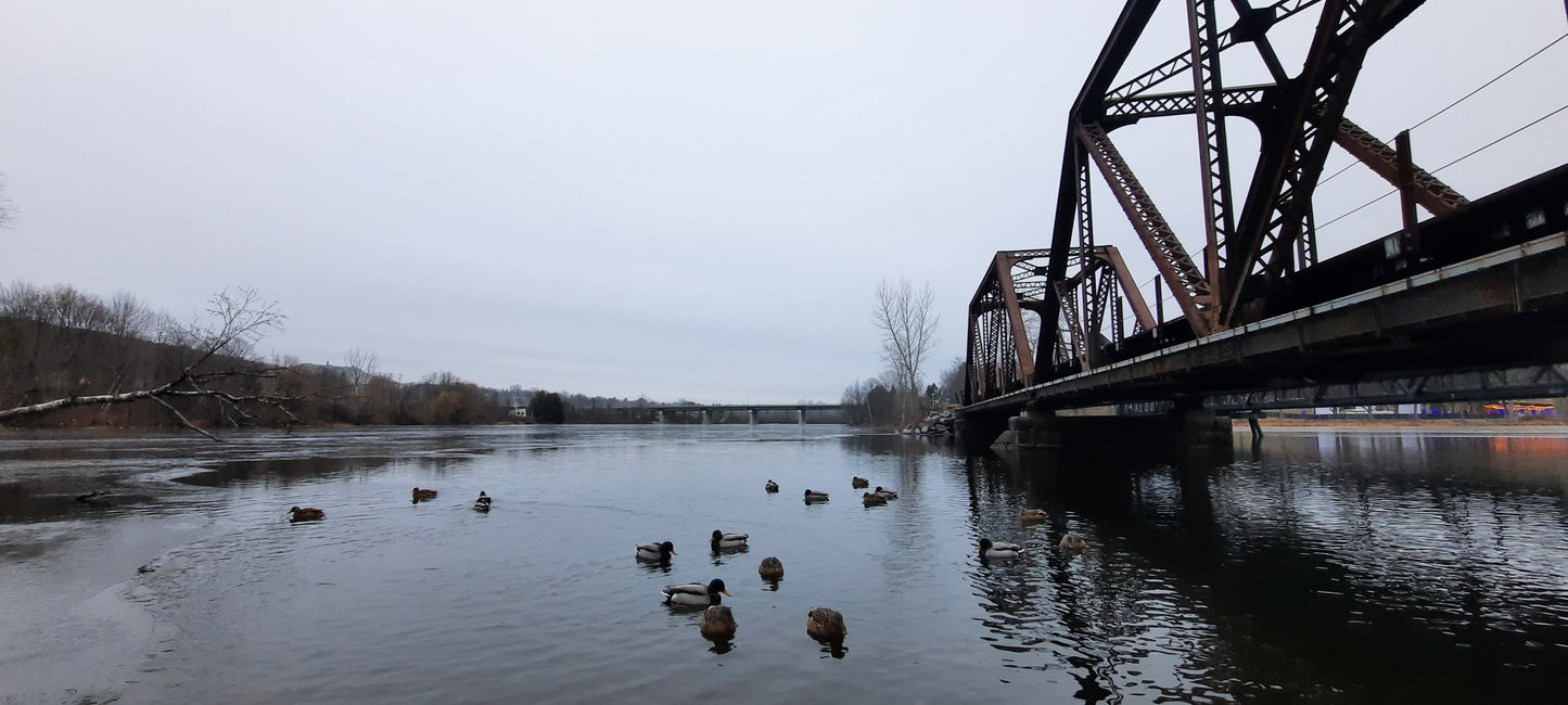 Trouve Les 17 (Dix-Sept) Canards Du 15 Décembre 15:35 (Vue B2)