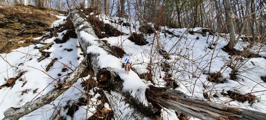 Trouve Keveune Dans La Forêt