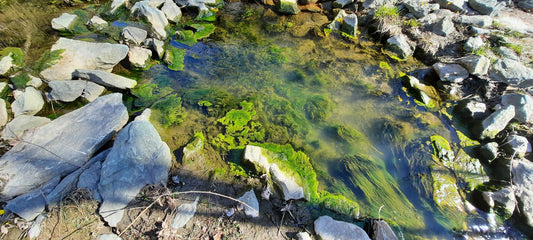 2022-05-01 Le Vert De Mai (Vue Grenouille)