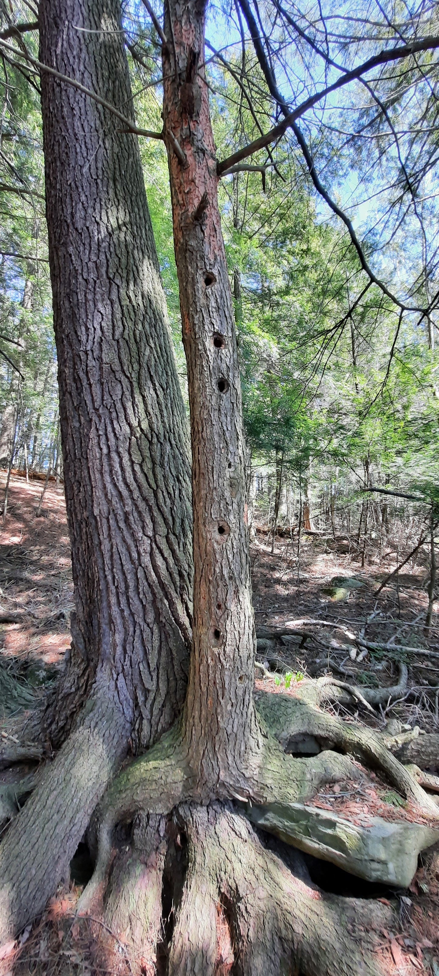 Arbre Flûte À Sherbrooke (Vue Afs1)