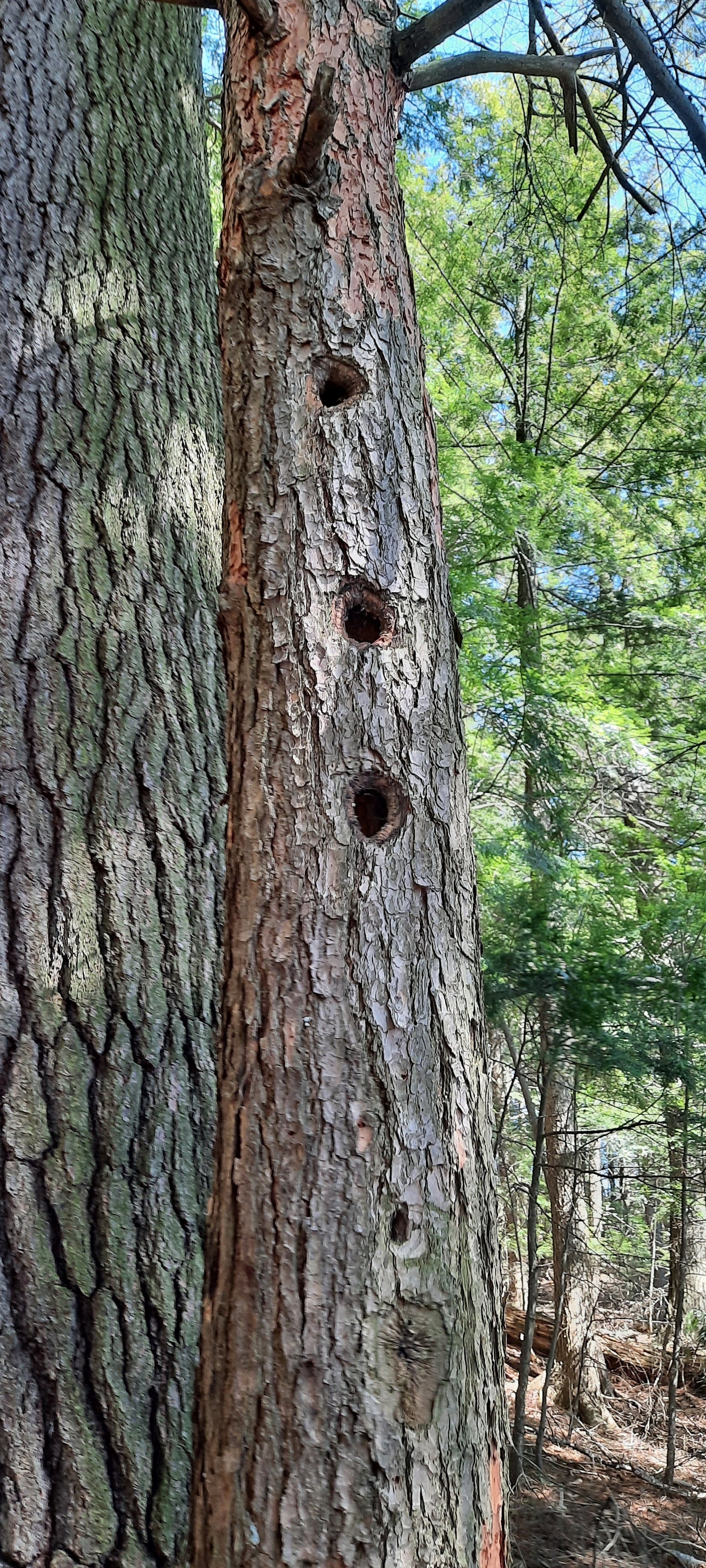 Arbre Flûte À Sherbrooke (Vue Afs1)