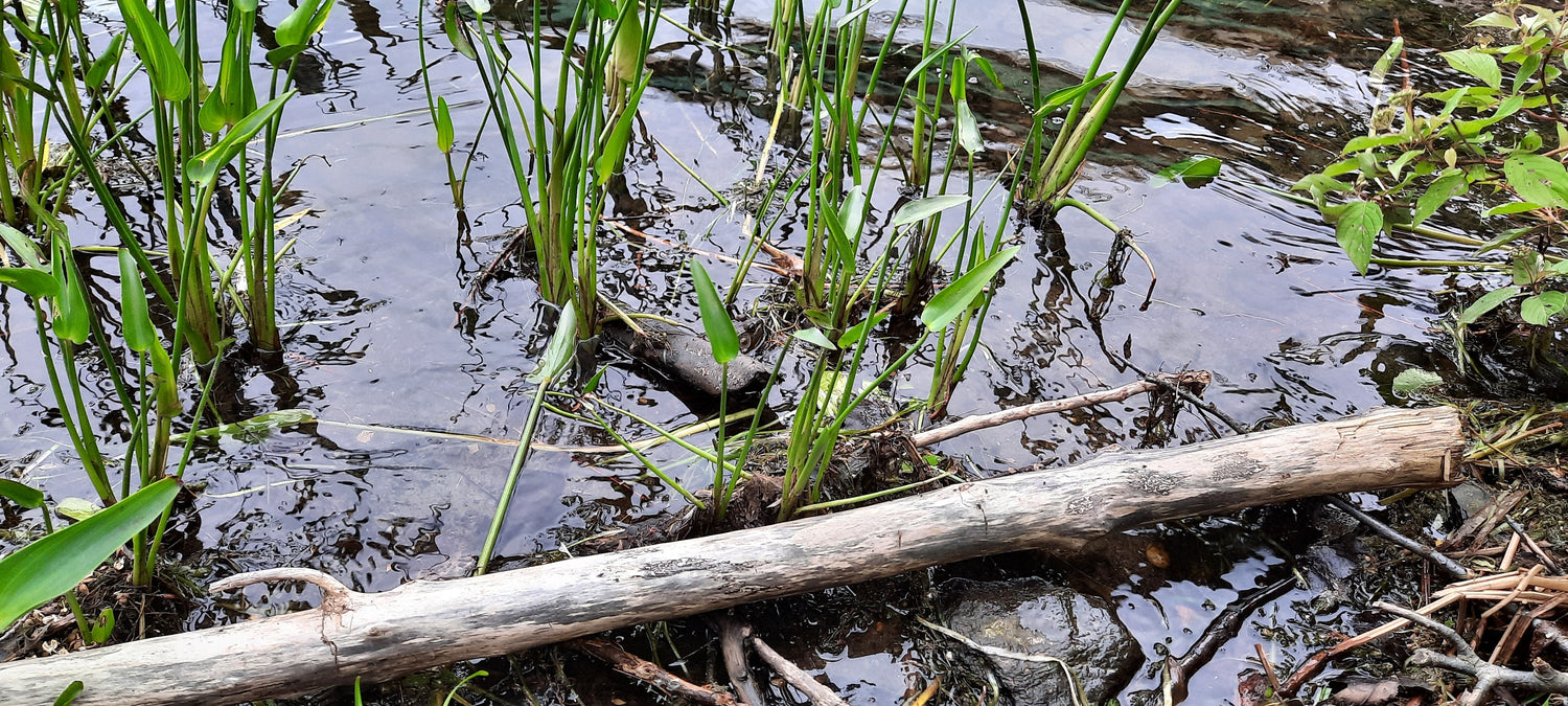 Trouve La Grenouille (Vue K1)