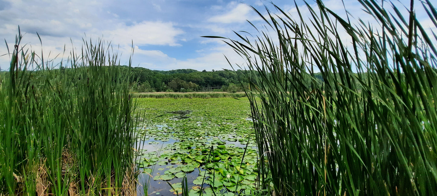 Marais Réal D.-Carbonneau De Sherbrooke.