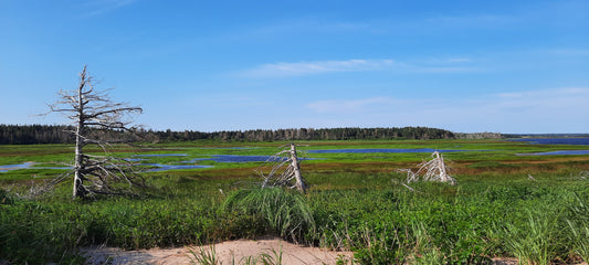 2022-07-12 Derrière Les Dunes De Cavendish