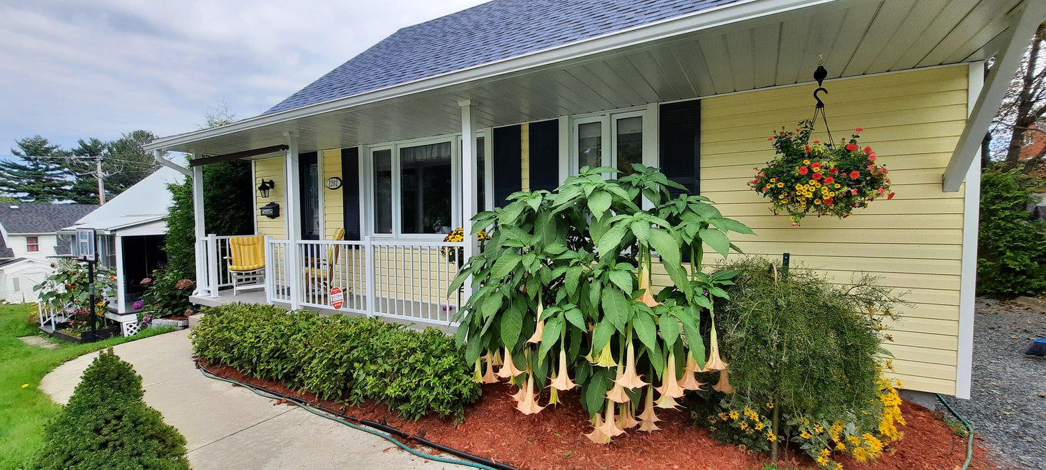 Brugmansia