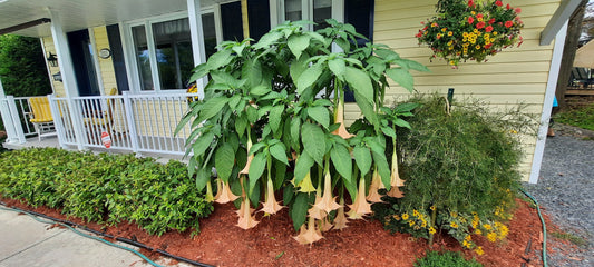 Brugmansia