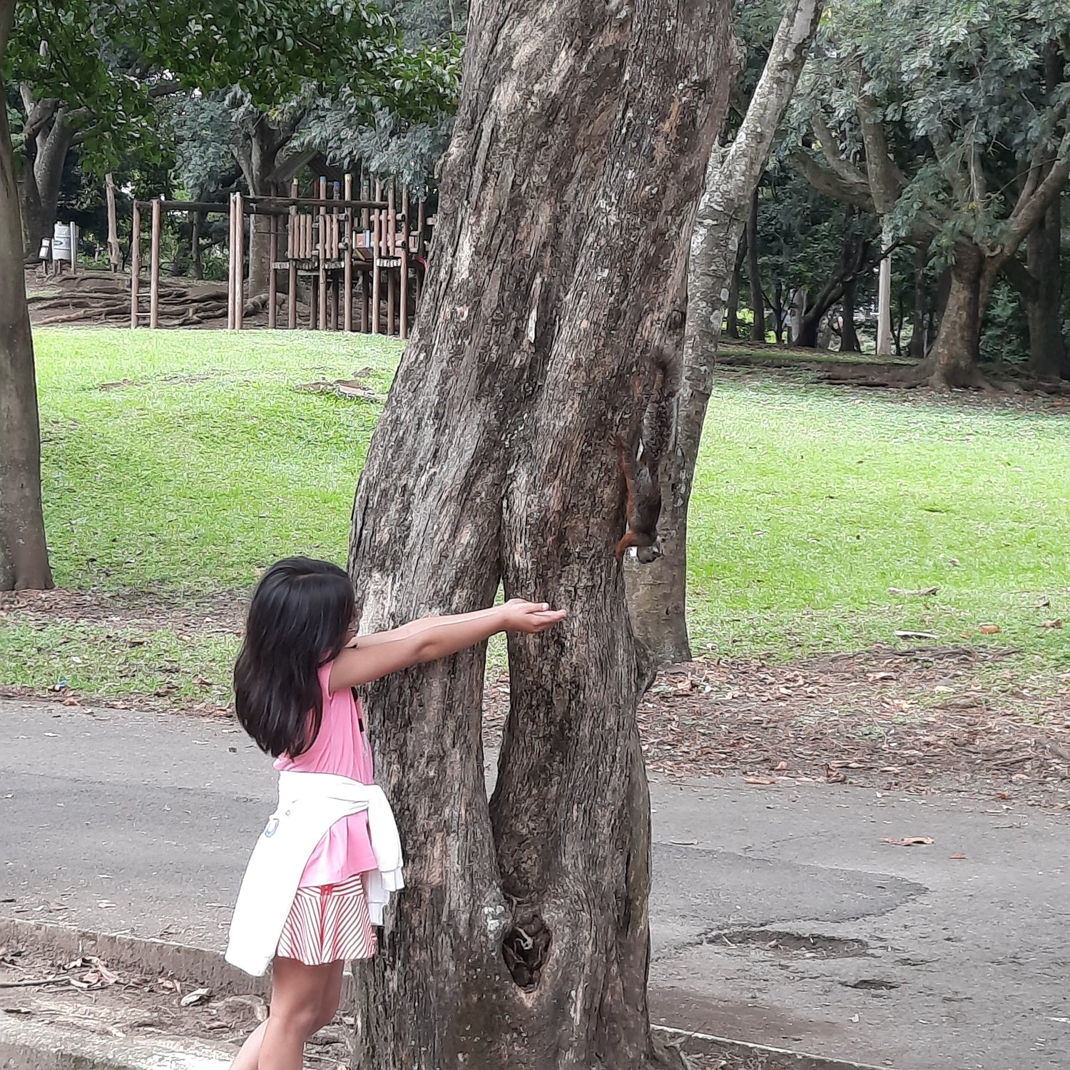 Trouve L’écureuil Du Costa Rica