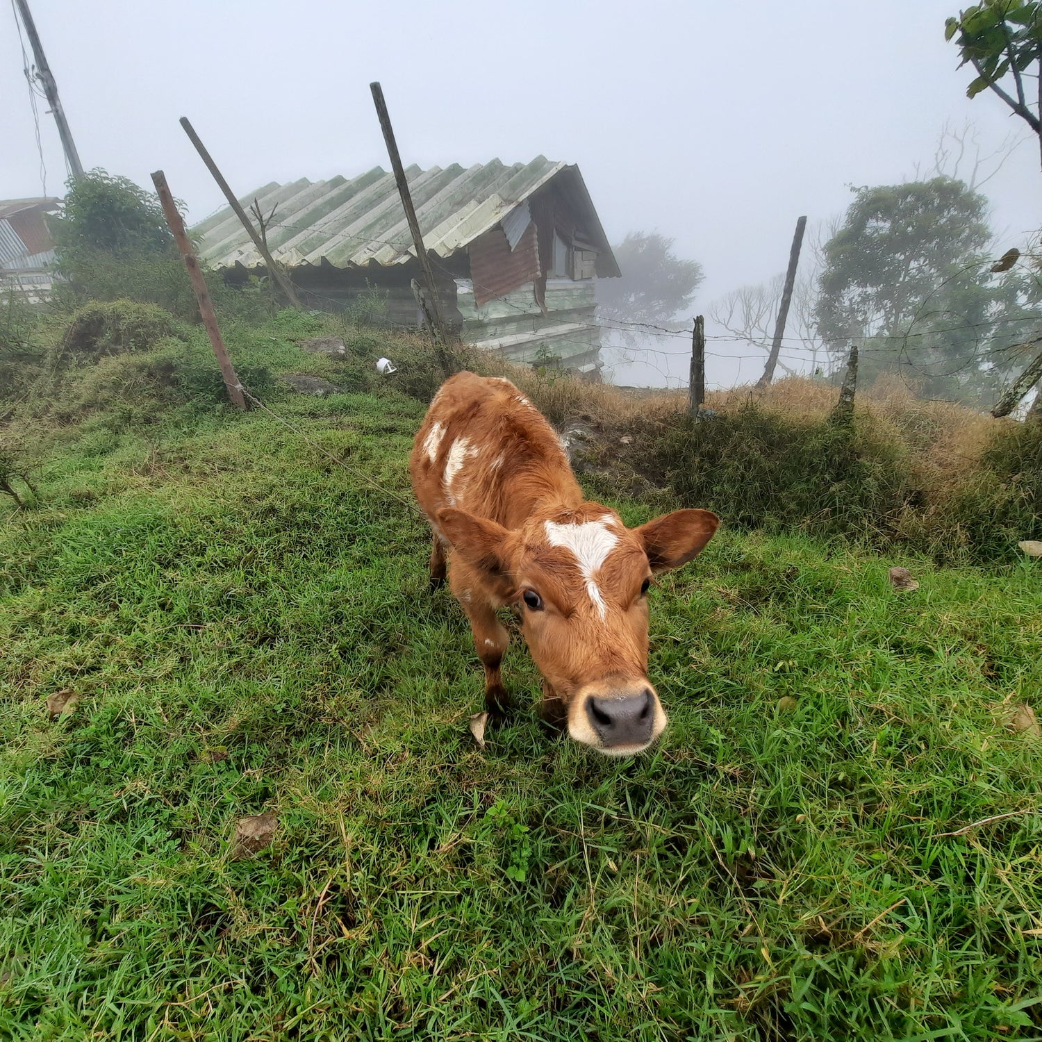 Vache Santa Cruz