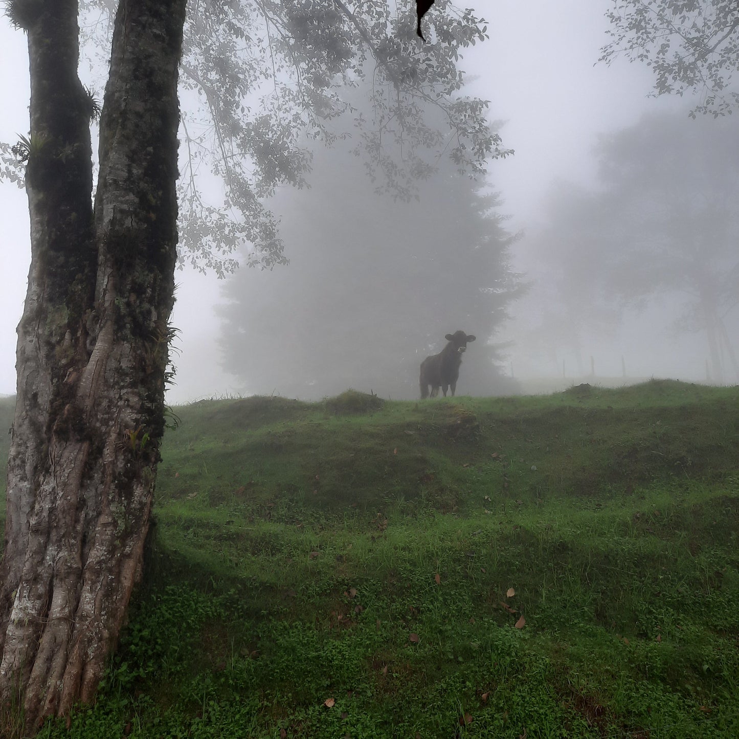 Trouve La Vache De Santa Cruz