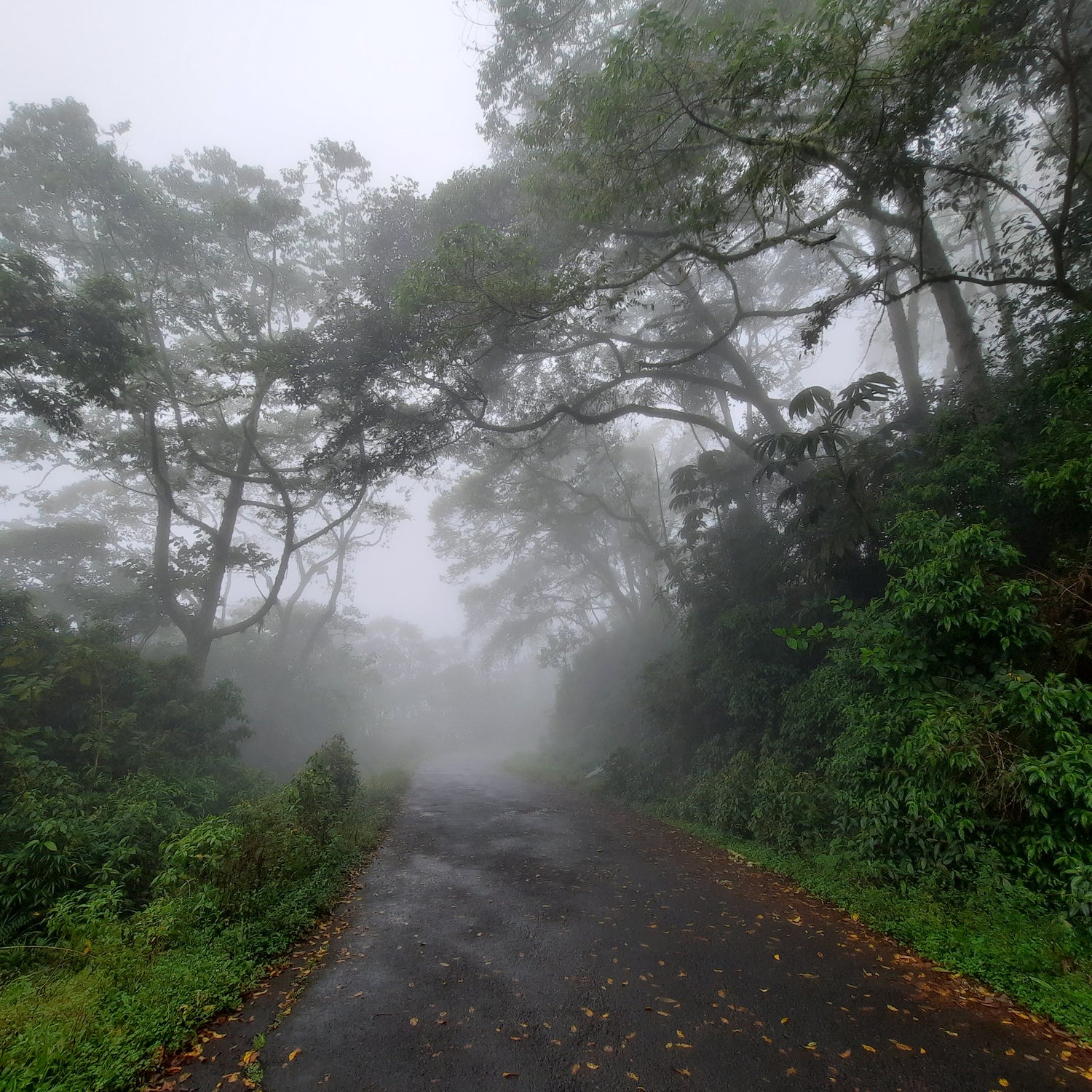 Brume De Santa Cruz