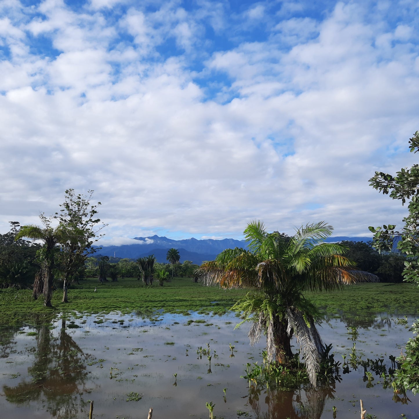 Reserva Forestal Fortuna