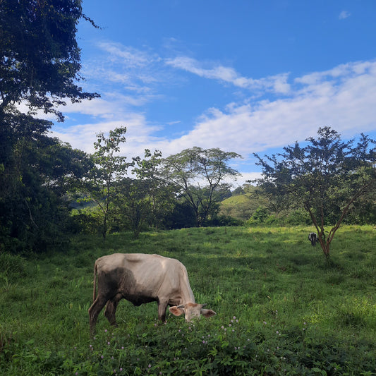 Vache Costa