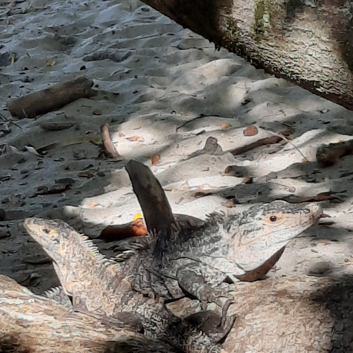 Parc National Manuel Antonio