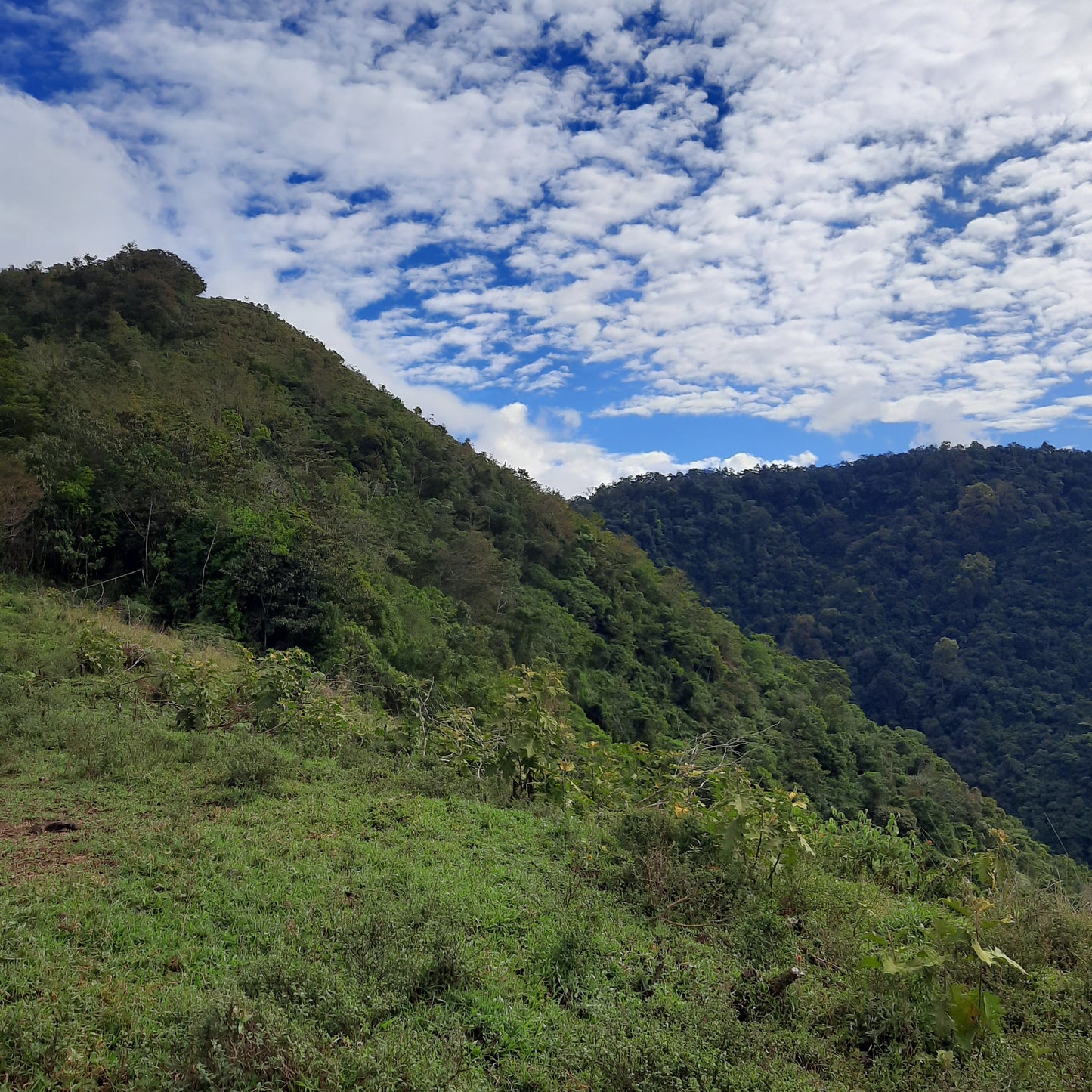 Croix Pueblo Nuevo (Le Sentier Des Vaches)