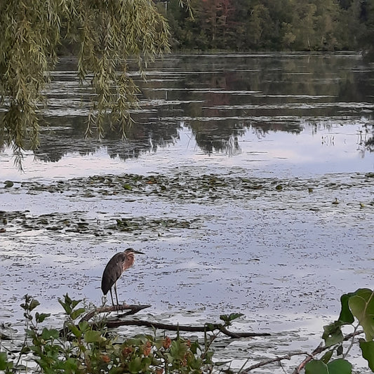 Trouve Le Grand Héron (Vue T2)