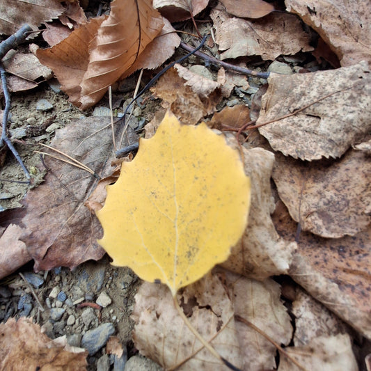 2024-10-02 The leaves that announce autumn (View 2.3)