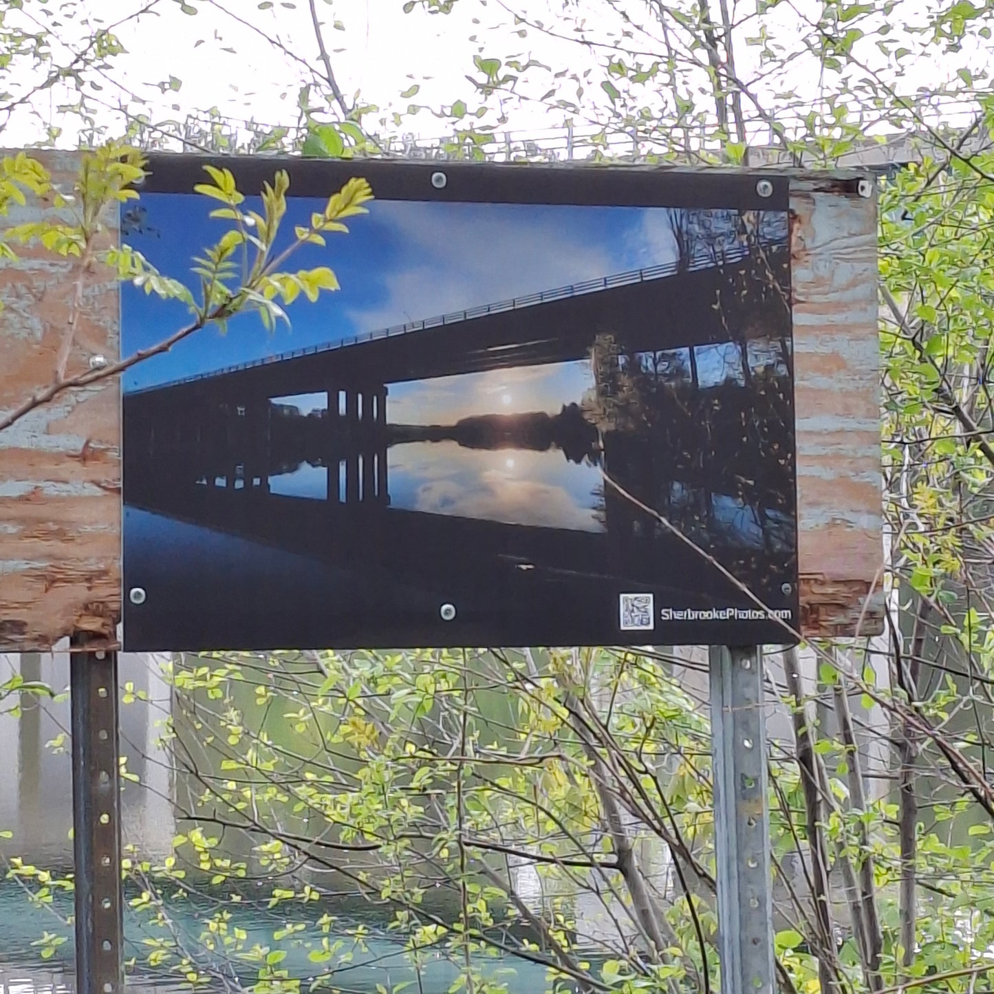 2025-05-24 Le pont Jacques-Cartier (Vue T1)