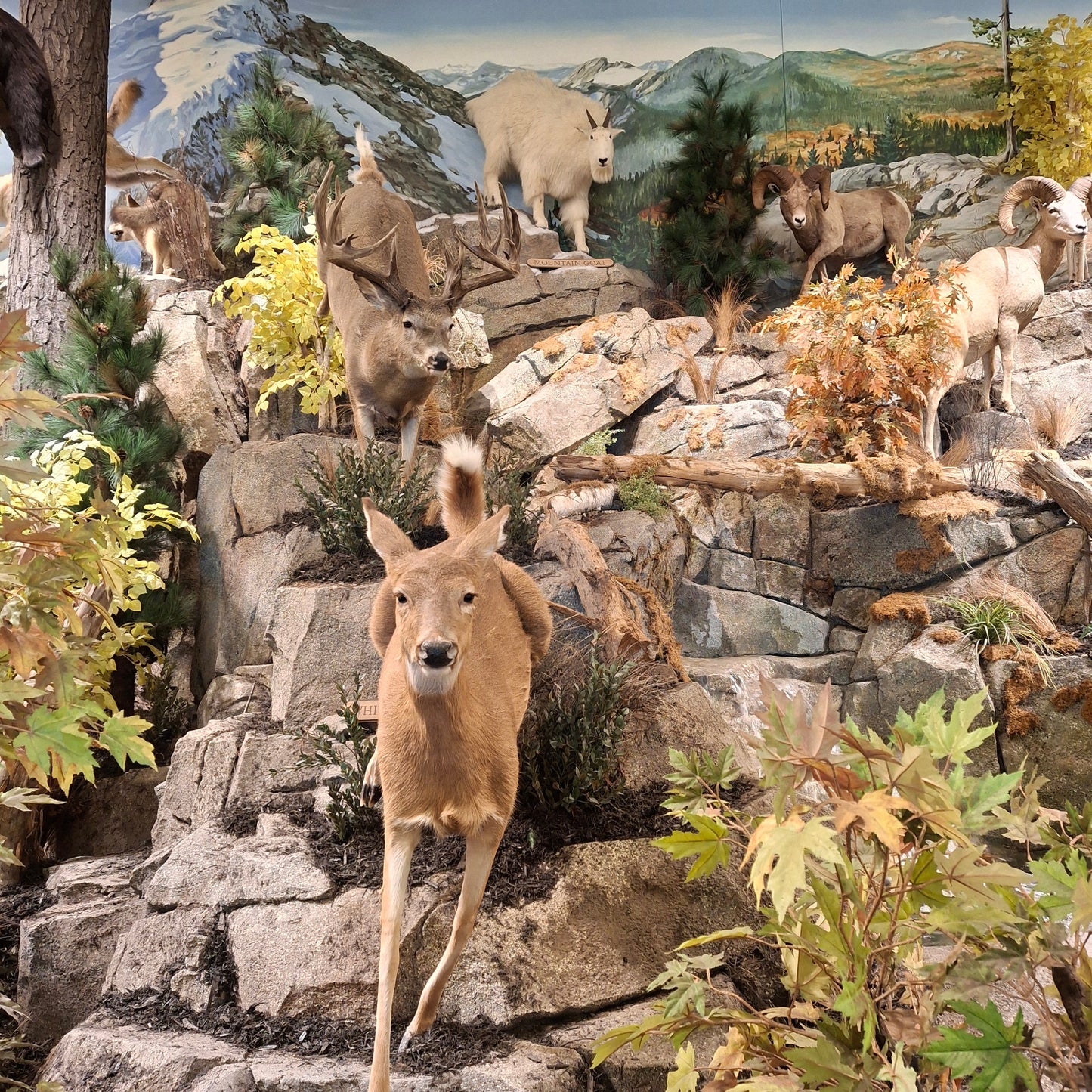 Bass Pro Shops