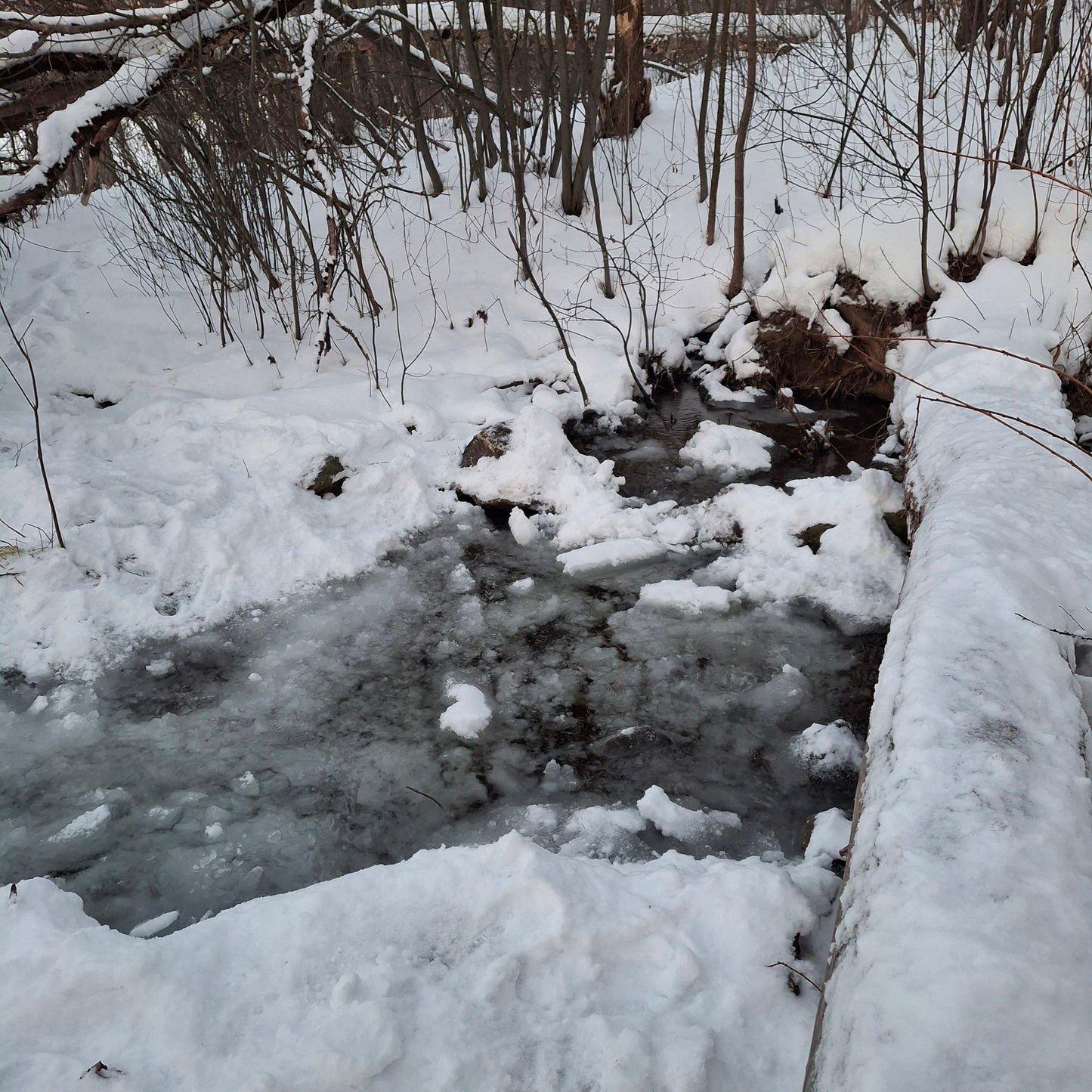 2026-01-01 (Frog View)