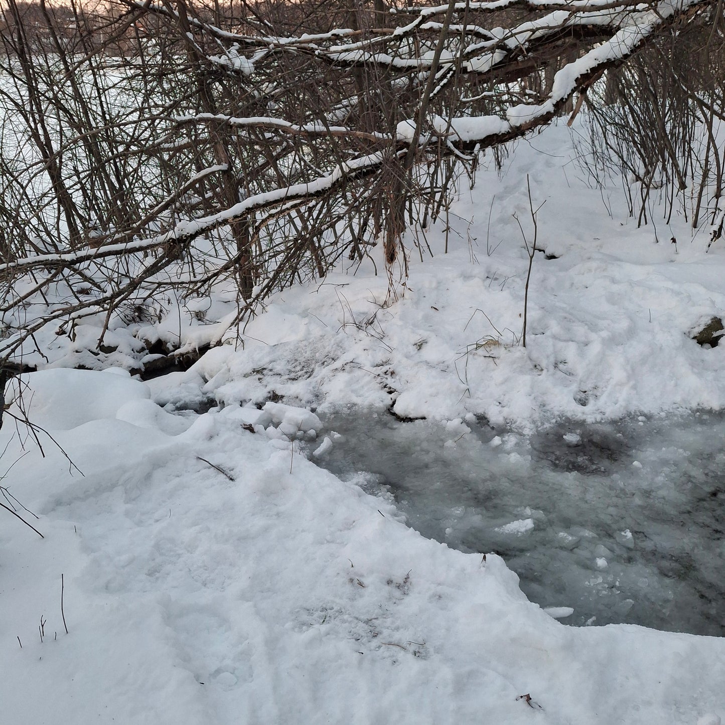 2026-01-01 (Frog View)