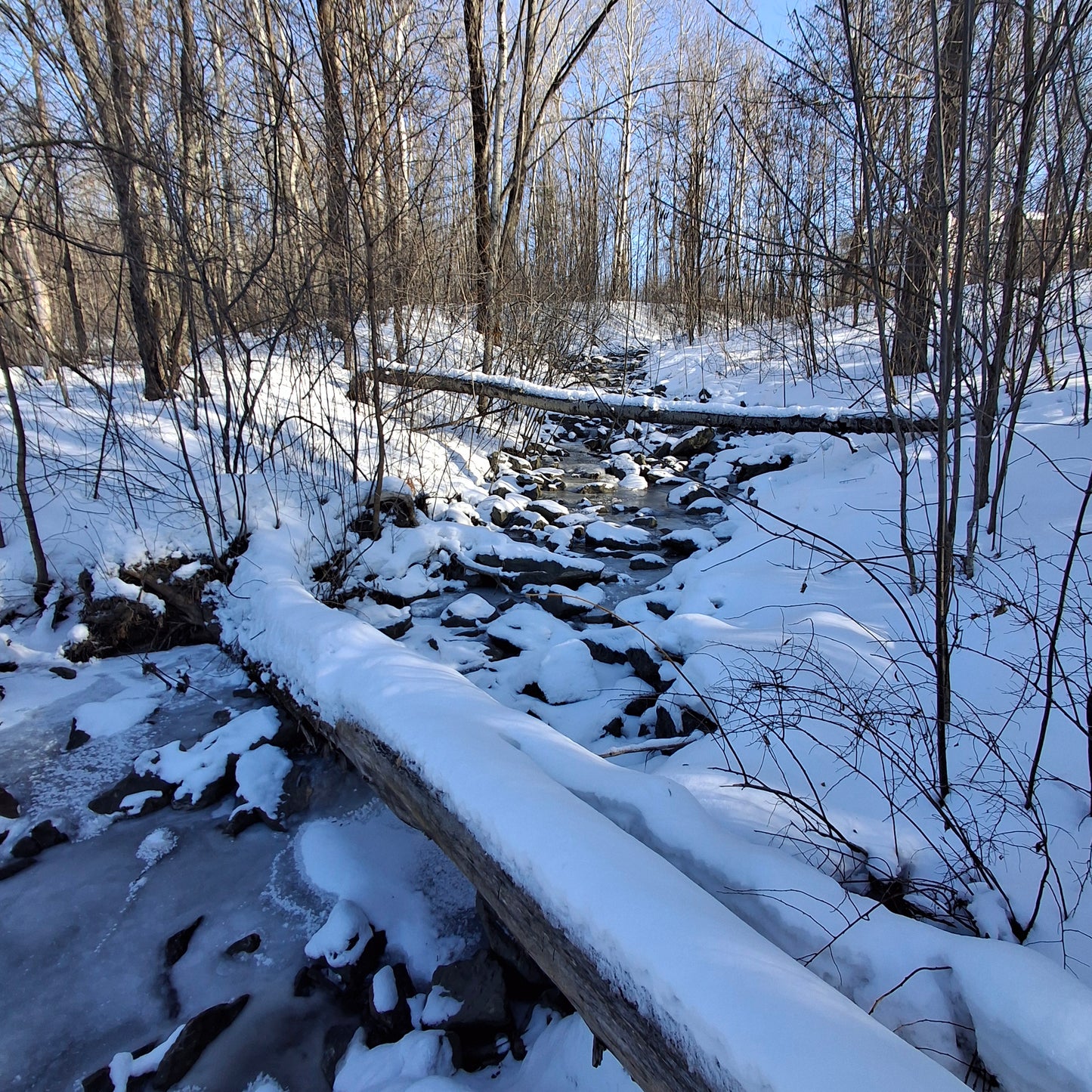 2026-01-24 (Frog View) 🐸