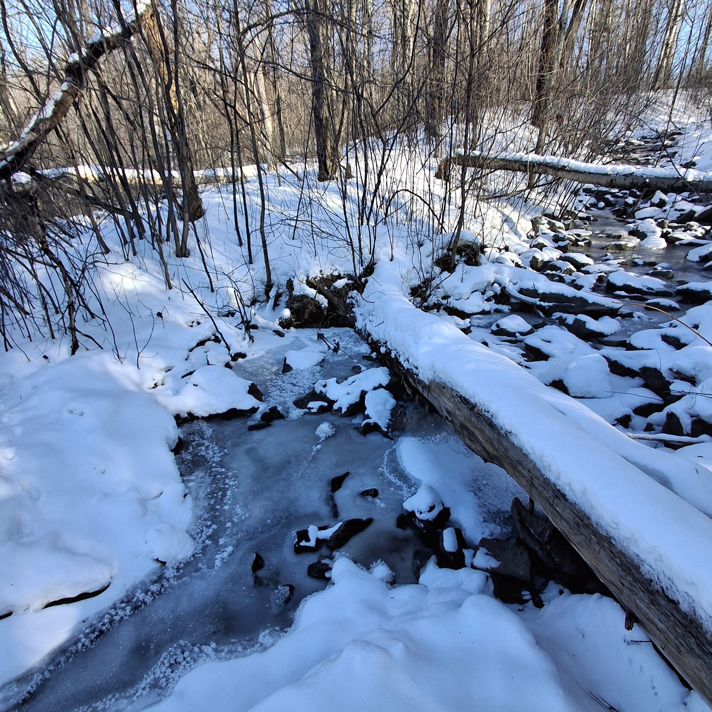 2026-01-24 (Frog View) 🐸