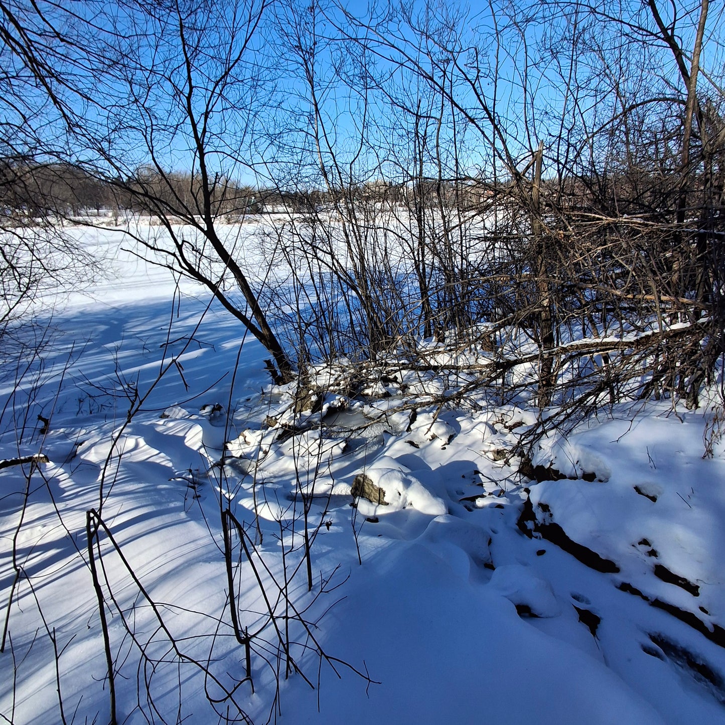 2026-01-24 (Frog View) 🐸