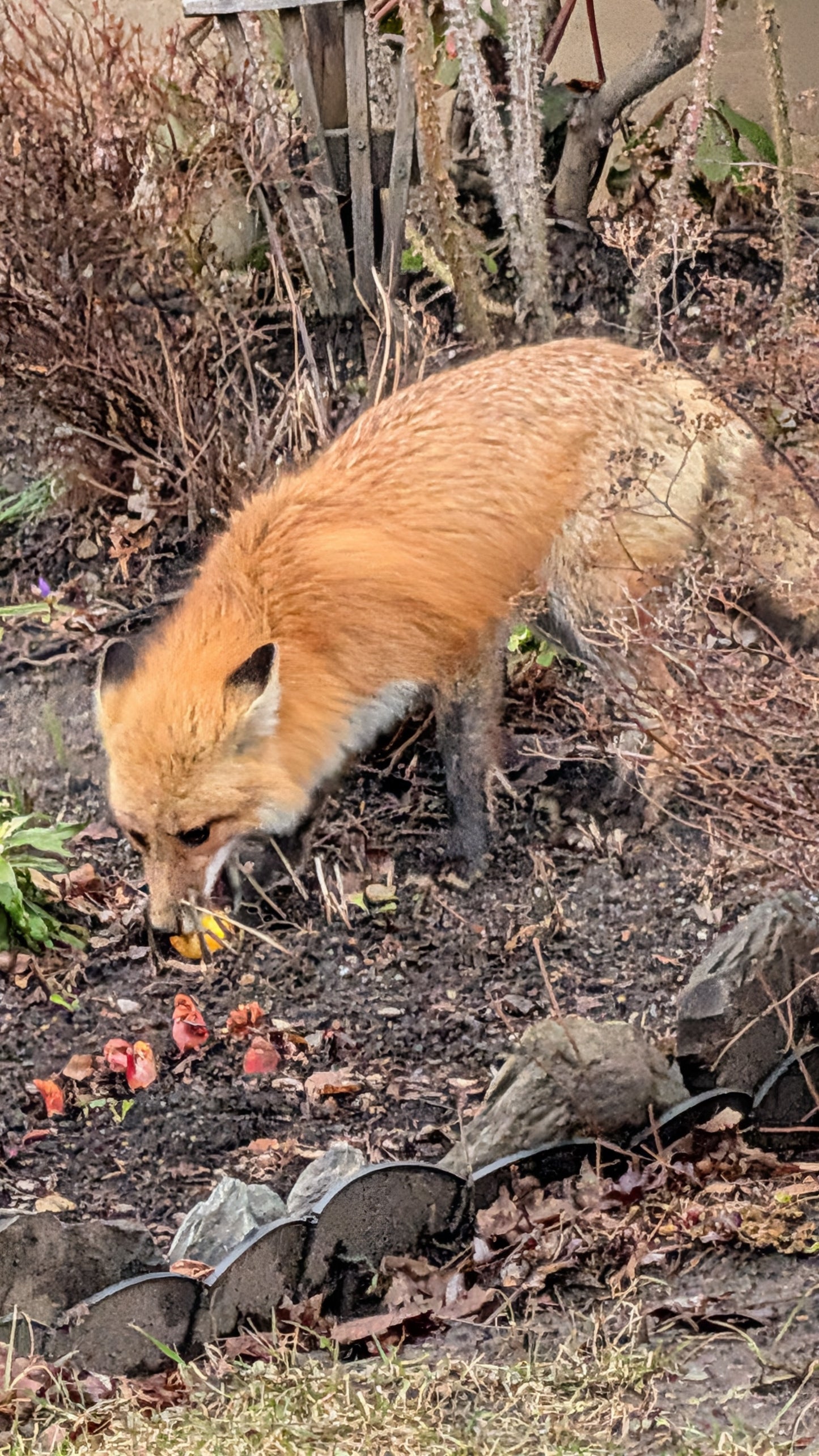 Renard à Sherbrooke (Fox)