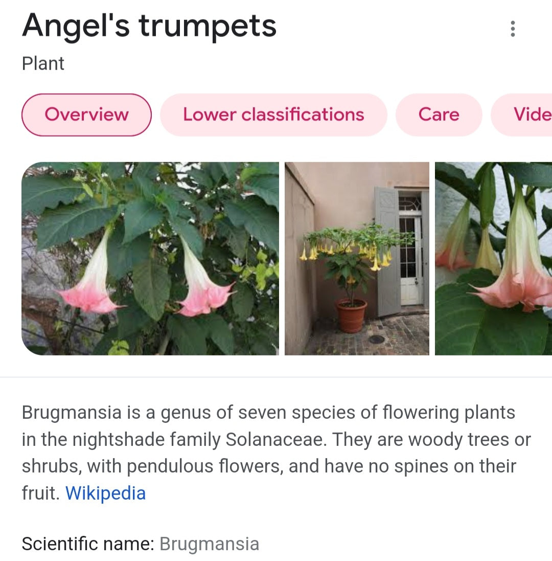 Brugmansia