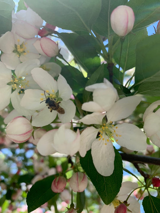 18 Mai 2021 Trouve L’abeille