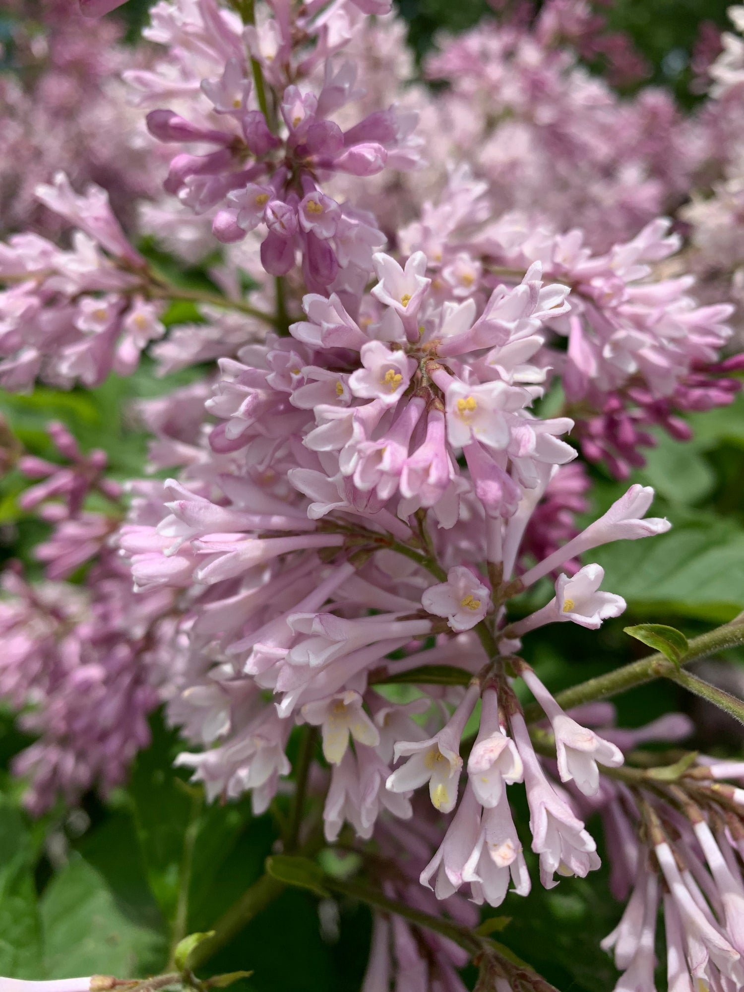 Fleurs Sur Le Chemin Du Centro 28 Mai 2021 (8 Photos)