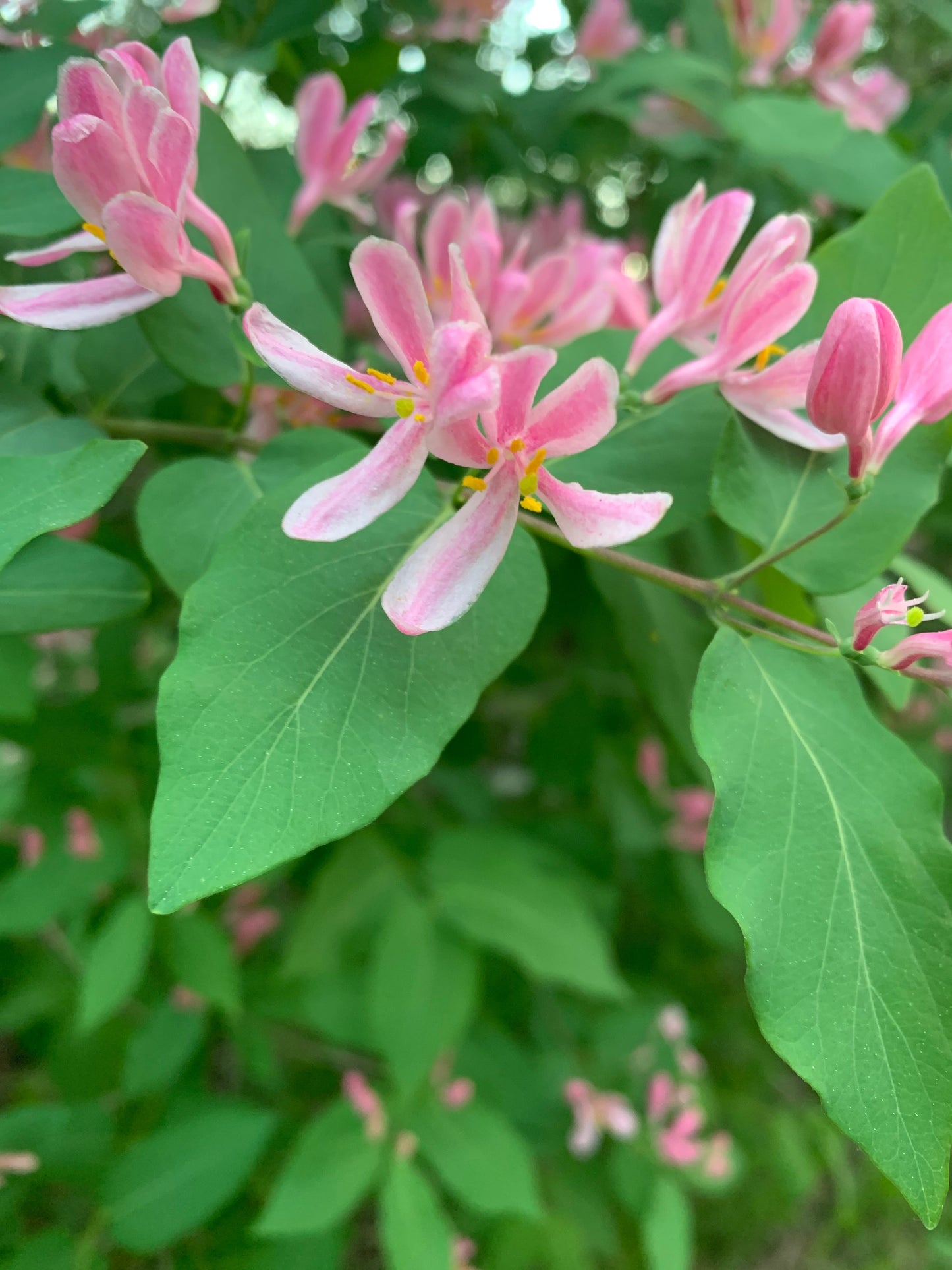 24 Mai 2021 Fleurs