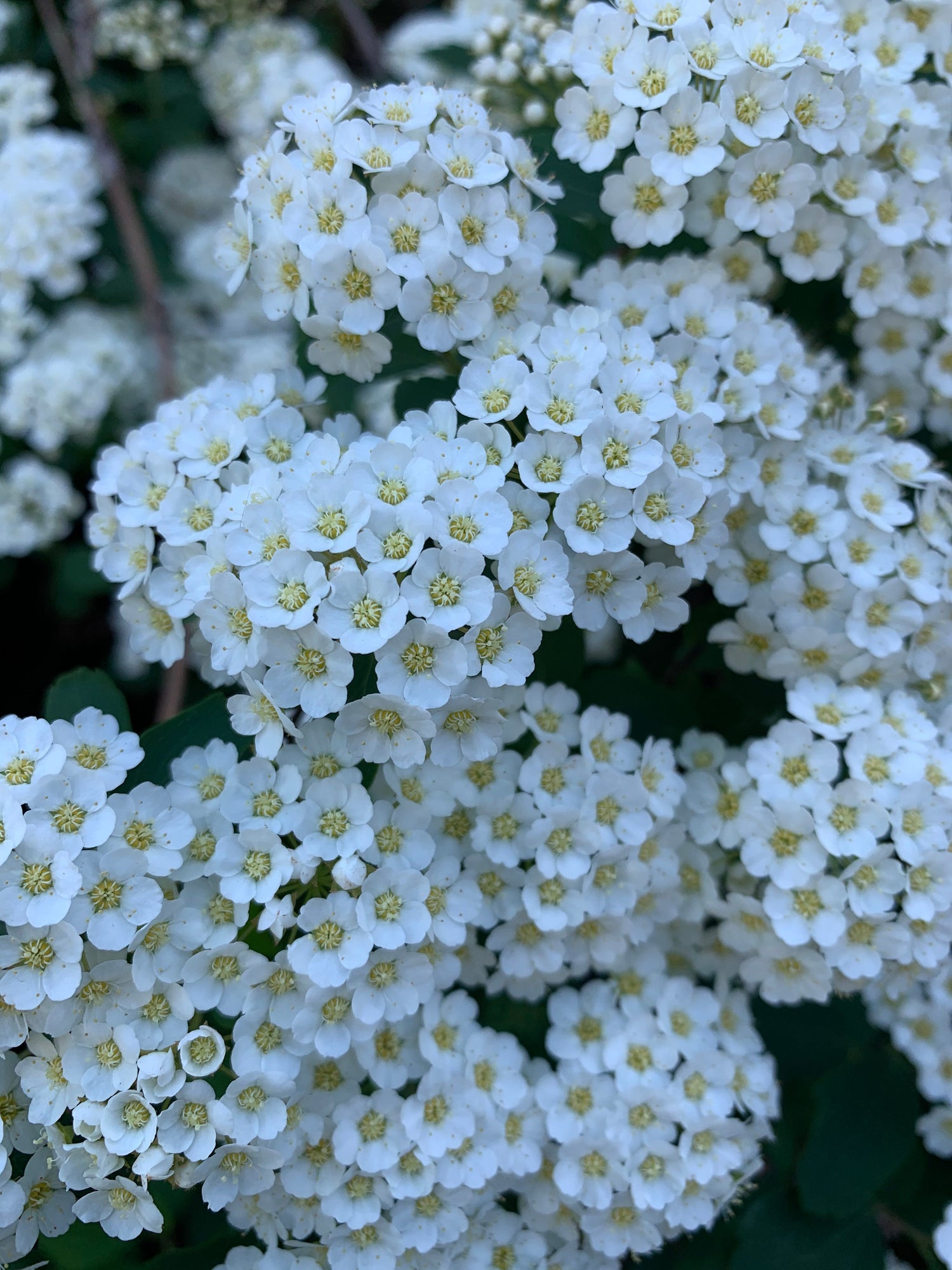 Fleurs Sur Le Chemin Du Centro 28 Mai 2021 (8 Photos)